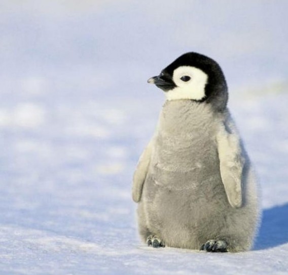 Do penguins have feathers? | Common Curiosities