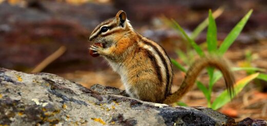 chipmunk