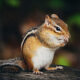 chipmunk