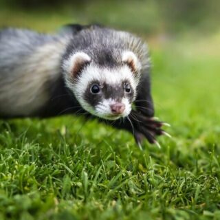 where do ferrets live