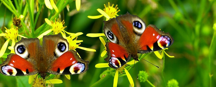 a beautiful butterfly garden