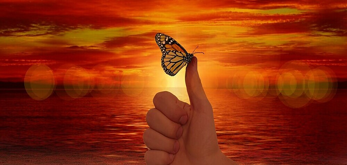 a butterfly in front of the sunset showing the possibilities life has to offer if you put in the work