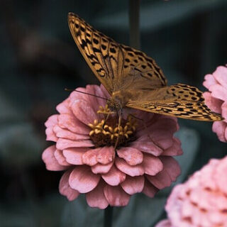 a beautiful butterfly in a flower garden