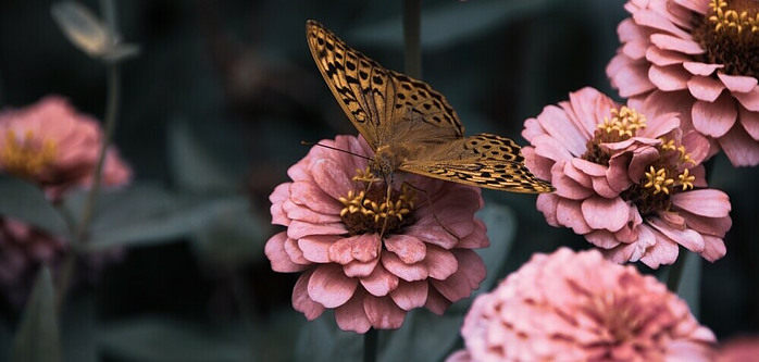 a butterfly on a flower in a butterfly garden