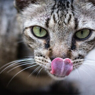 a cat with her tongue out ready to lick