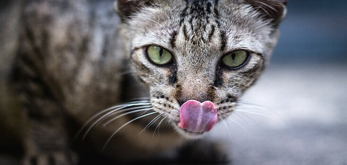 a cat with her tongue out ready to lick