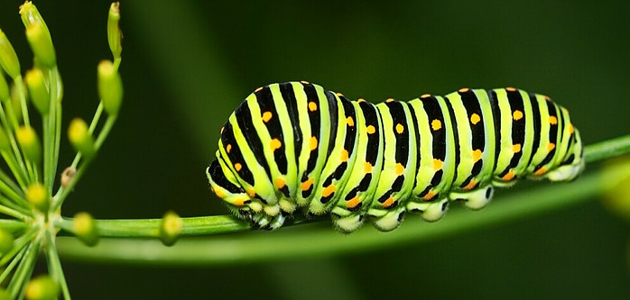 a caterpillar in the garden