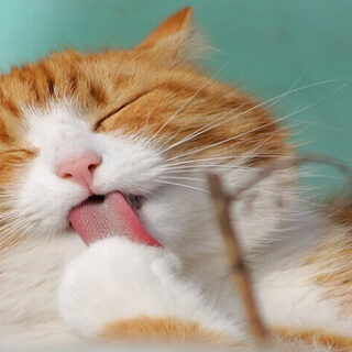 a cat licking his paws