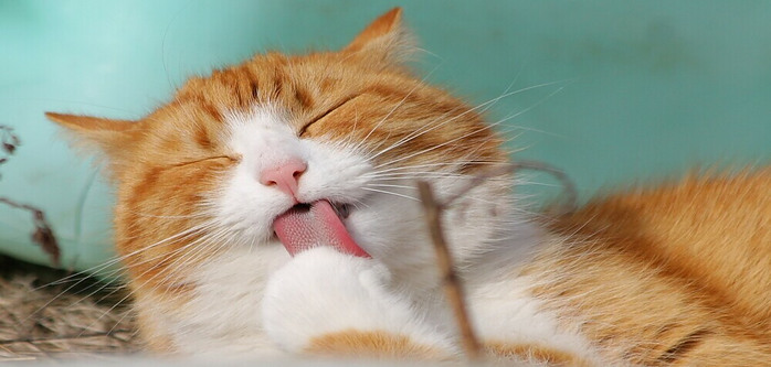 a fluffy cat with dander and saliva