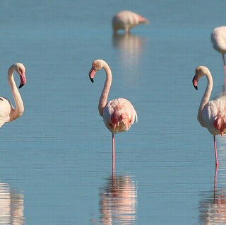 a group of flamingos is called a flamboyance
