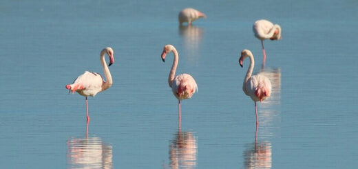 a group of flamingos is called a flamboyance