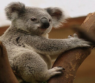 a koala in a tree