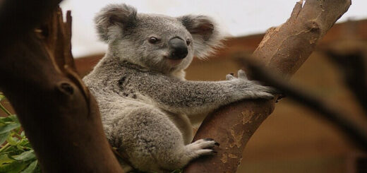 a koala in a tree