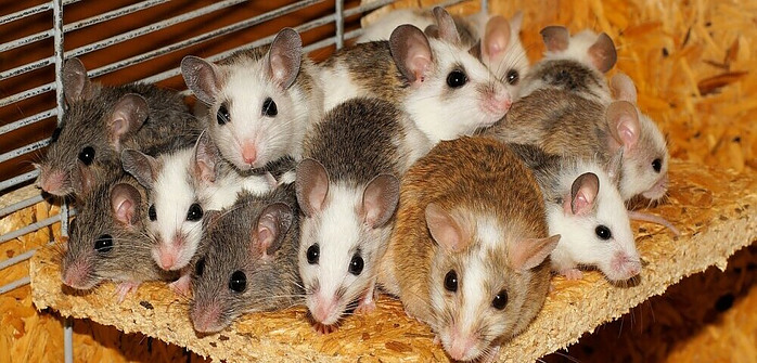 a pile of mice huddled together