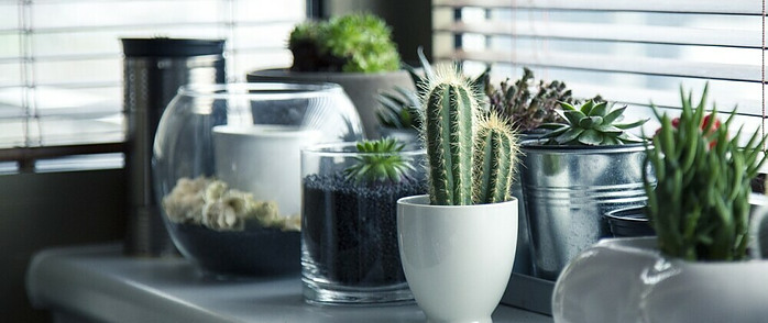 an array of indoor plants
