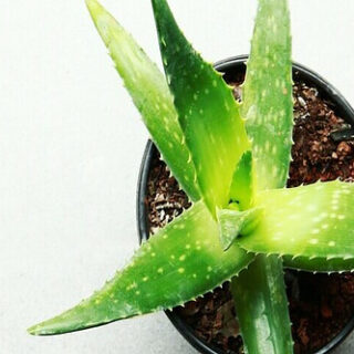 an indoor aloe vera plant purifying the air