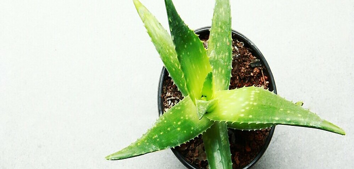 an indoor aloe vera plant purifying the air