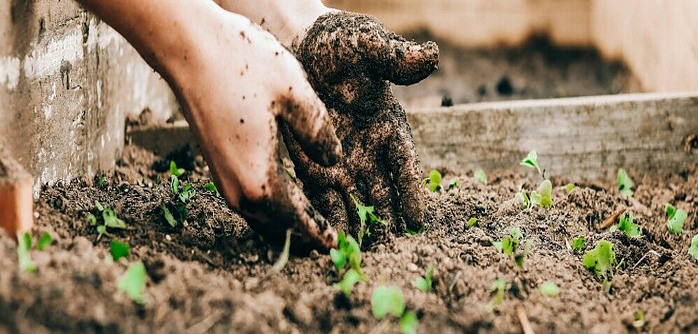 dirty hands working in garden soil