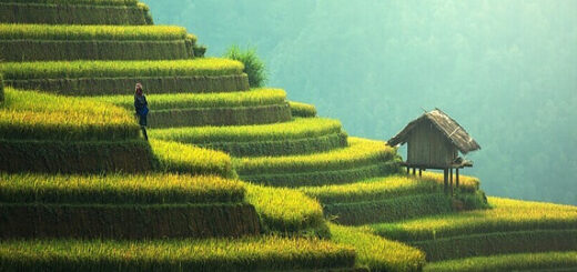 permaculture gardens