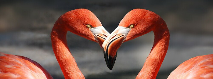 to flamingos together