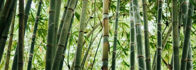 a bamboo forest
