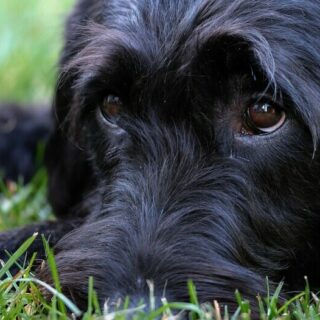 a beautiful labradoodle