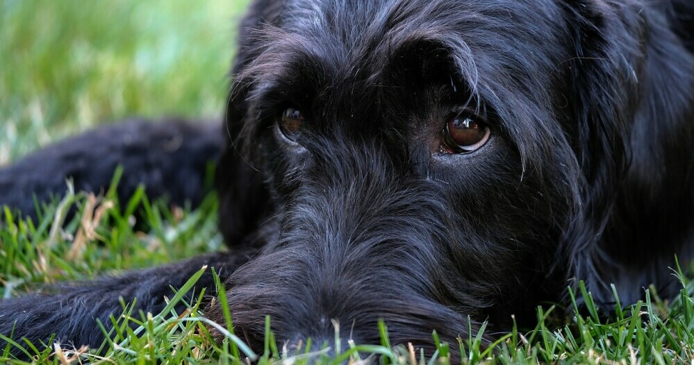 a beautiful labradoodle