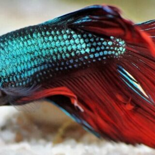 a bet a fish in the water