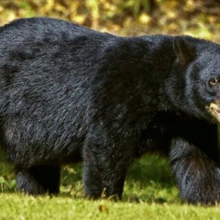 a black bear looking for food