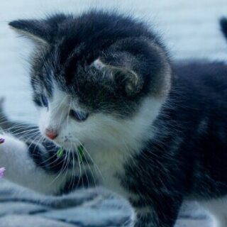 a cute kitten playing with a weed
