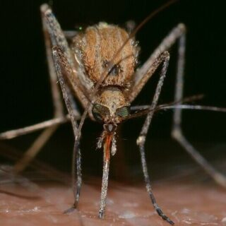 a mosquito feeding on blood