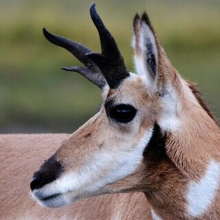 a pronghorn antelope