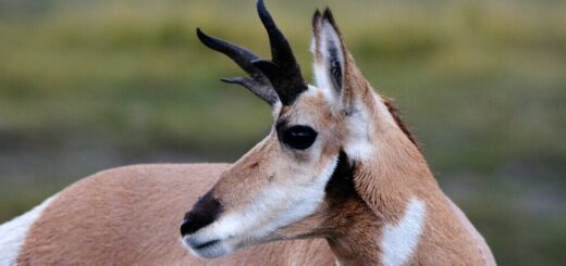 a pronghorn antelope