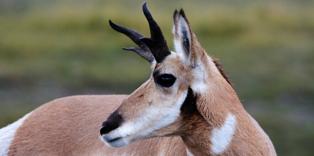 a pronghorn antelope
