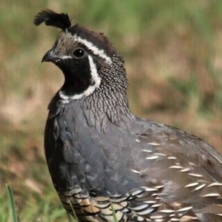 a quail standing in the grass