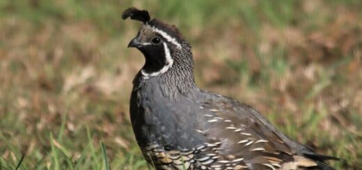 a quail standing in the grass