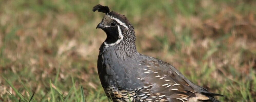 a quail standing in the grass