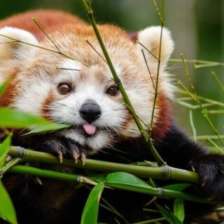 a red panda eating bamboo