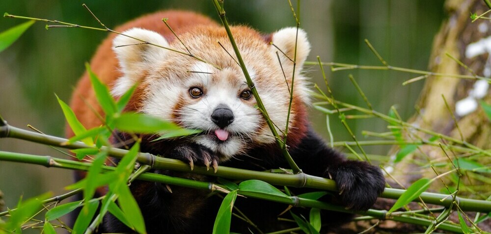 a red panda eating bamboo