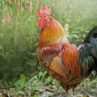 a rooster