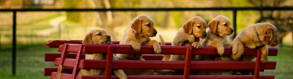a wagon full of puppies