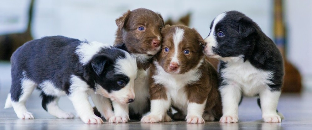 adorable puppies from a female bred in heat