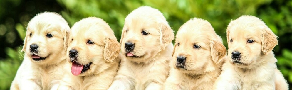 an adorable litter of puppies
