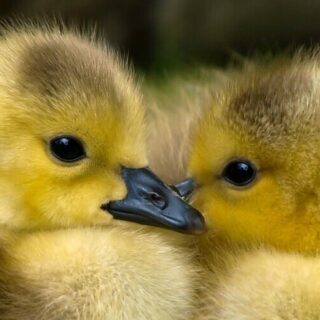 baby ducklings