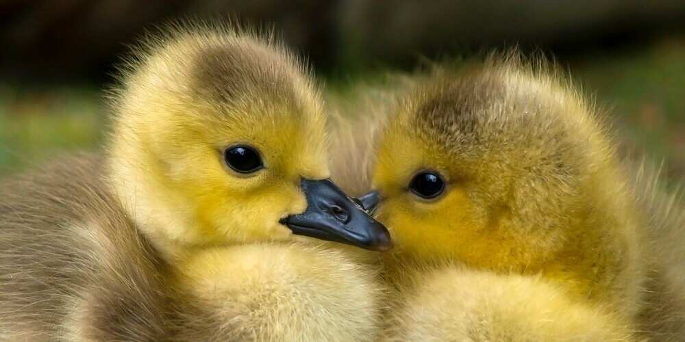 baby ducklings