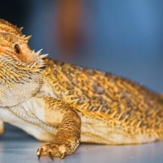 bearded dragon
