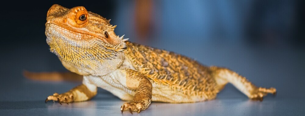 bearded dragon