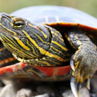 close up of a painted turtle