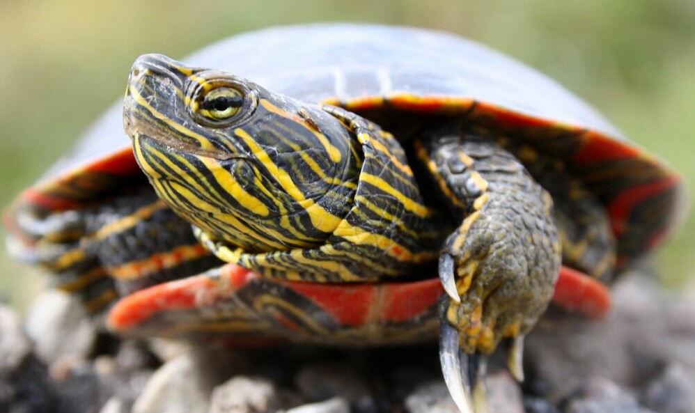 close up of a painted turtle