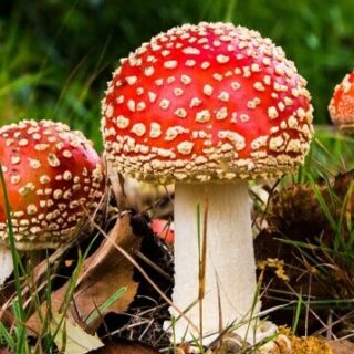 mushrooms - a type of fungi